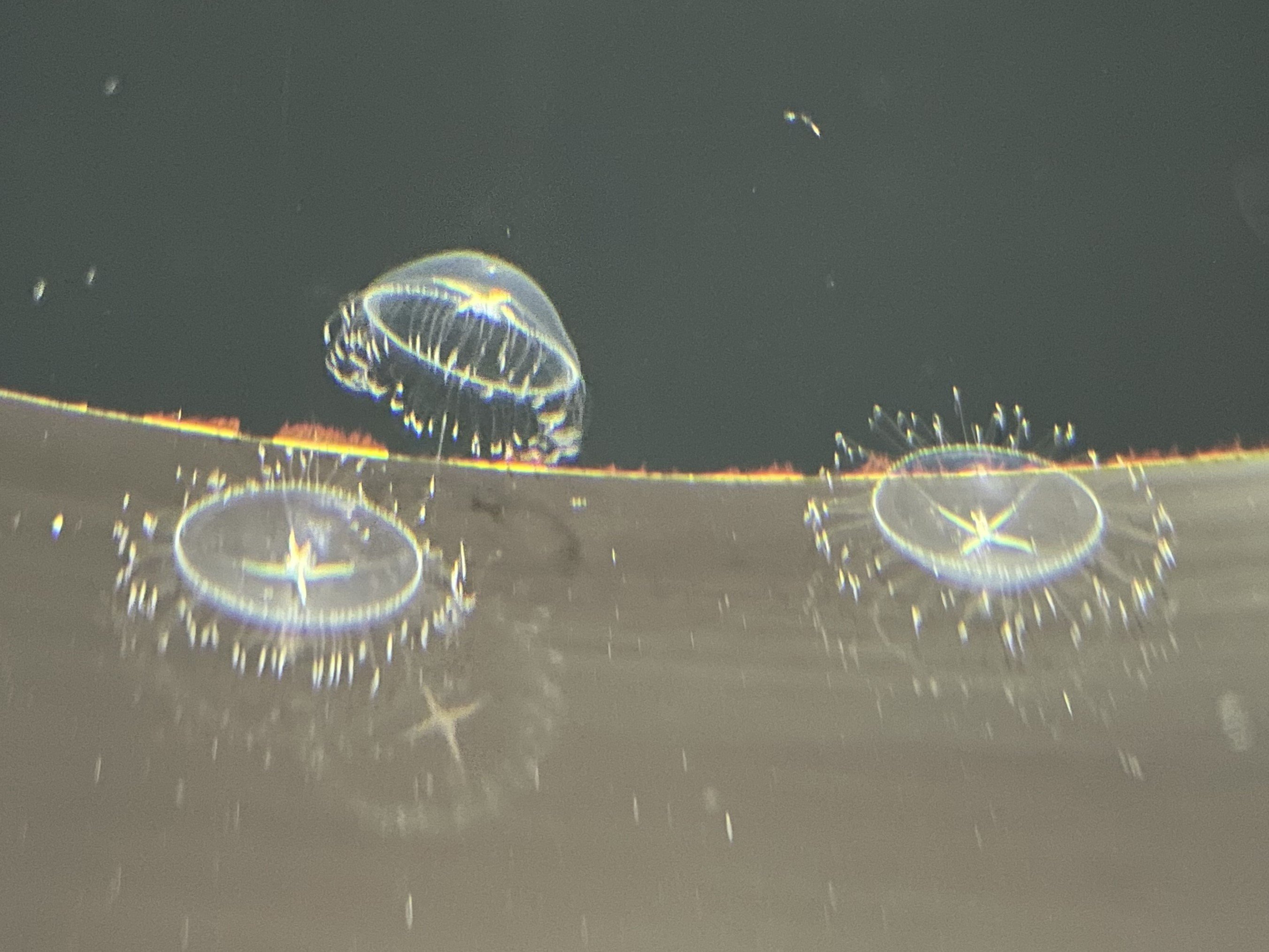 🐠 구주쿠시마 수족관(우미키라라) 이미지 6